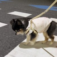 真剣な表情で歩く犬