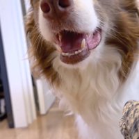 廊下に降りて飼い主を見つめるボーダーコリー