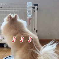 後姿のきなこちゃん