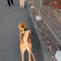 お友達に会った時のぽんた君
