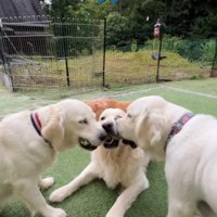 おもちゃをくわえる3匹の大型犬たち