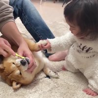 うにくんの歯磨きも手伝いたい