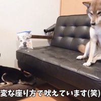 ぴょん吉くんはキョトン