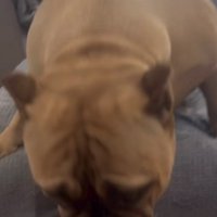 飼い主さんのもとへ急ぐ犬