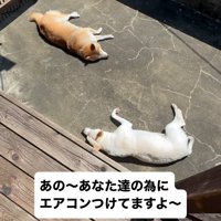 日向ぼっこする姉妹犬