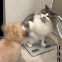 パンチを繰り出すことも