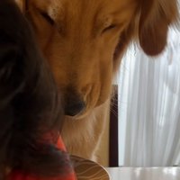 お手本を見せるお姉ちゃん