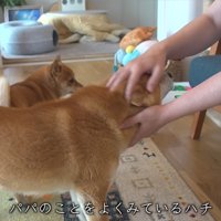 飼い主を慰める柴犬
