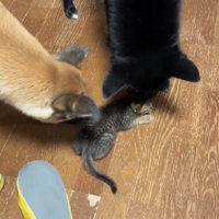 甲斐甲斐しい姿にホッコリ