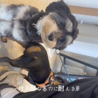病院が苦手なめんまくん