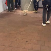 お迎えに来てくれたプティちゃん