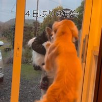 ざらめちゃんとパパの再会5