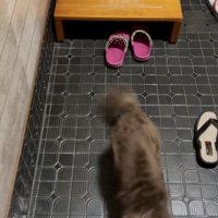 尻尾ブンブンッ