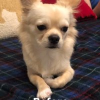 不安そうに俯くチワワ