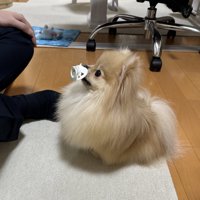 可愛さ
