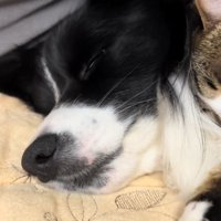 眠る中型犬