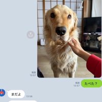 今回は本当だった！！