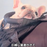 ドヤ顔する犬