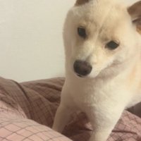 飼い主を見つめる犬