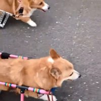 くぅちゃんと先住犬