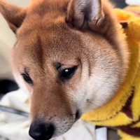 寂しそうなこてつ君