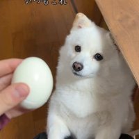 ゆで卵を欲しがるベラちゃん2