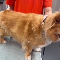 伸びきった毛が…