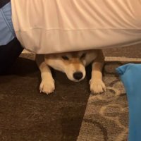 筋トレ中のお兄ちゃんとこじろー君5