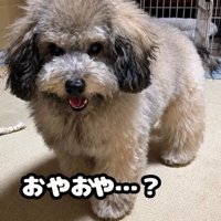 白っぽくなってきた大地くん