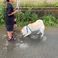 水たまりで遊ぶスズちゃんたち7