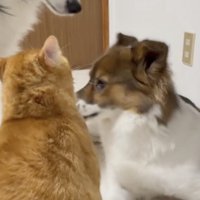 すべてを見ていたモモさんがそこに…
