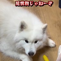 飼い主さんをにらむこはくちゃん