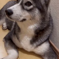 目だけコチラを見る犬