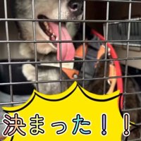 クレートの中で笑顔の犬