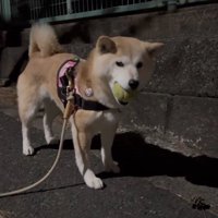 ボールを咥えながら飼い主を見つめる犬