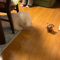 おもちゃの犬に困惑
