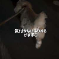 歩く犬の後ろ姿
