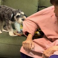 おばあちゃんの服の袖を咥えて引っ張る犬