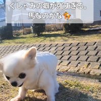 たねちゃんのくしゃみ7