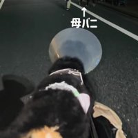 こざちゃんはカートです