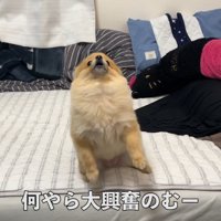何かを訴えるむぎちゃん2
