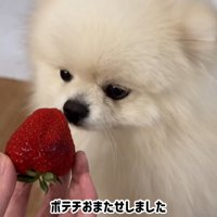 イチゴを差し出したら…