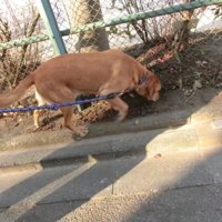 散歩する大型犬