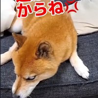 頑なに拒否！