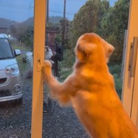 ざらめちゃんとパパの再会2