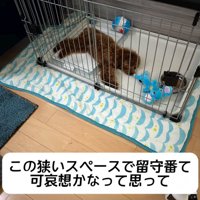 ケージで眠る犬
