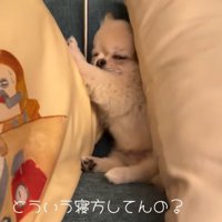 横向きで寝る犬1