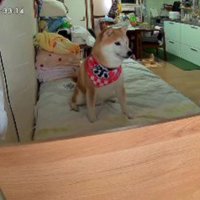 「ええけ〜こっちけ〜」