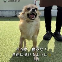 笑顔で外を歩く犬