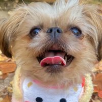 8か月後のわっふちゃん2